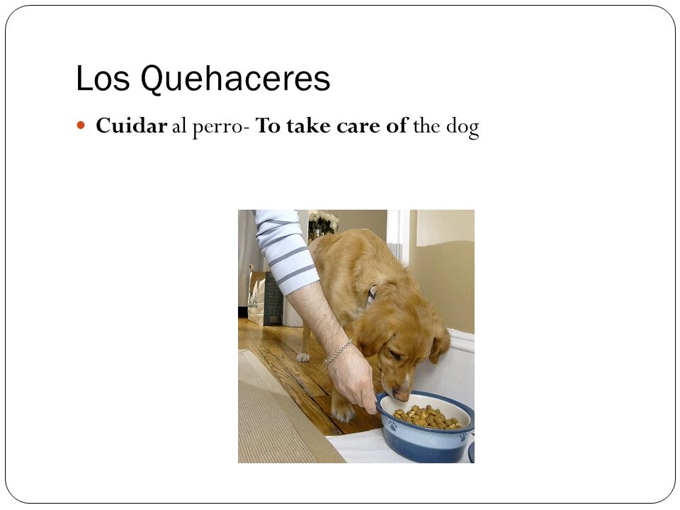 Los Quehaceres Cuidar al perro- To take care of the dog