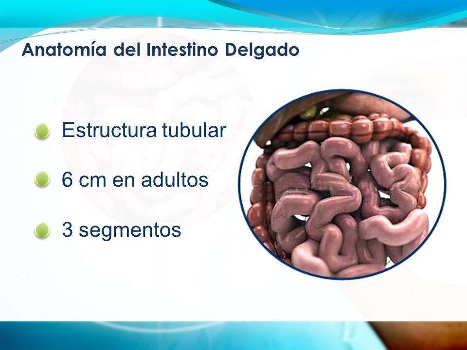 Anatomía del Intestino Delgado Estructura tubular 6 cm en adultos 3 segmentos