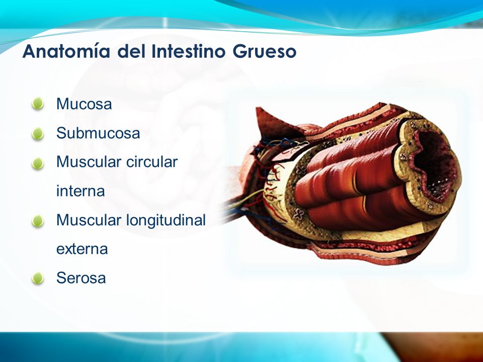 Anatomía del Intestino Grueso Mucosa Submucosa Muscular circular interna Muscular longitudinal externa Serosa