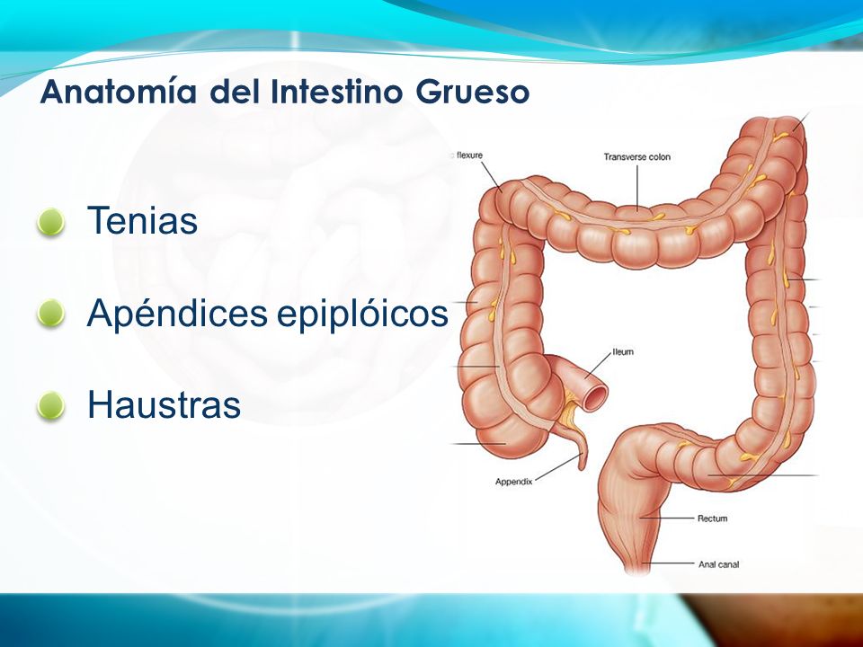 Anatomía del Intestino Grueso Tenias Apéndices epiplóicos Haustras
