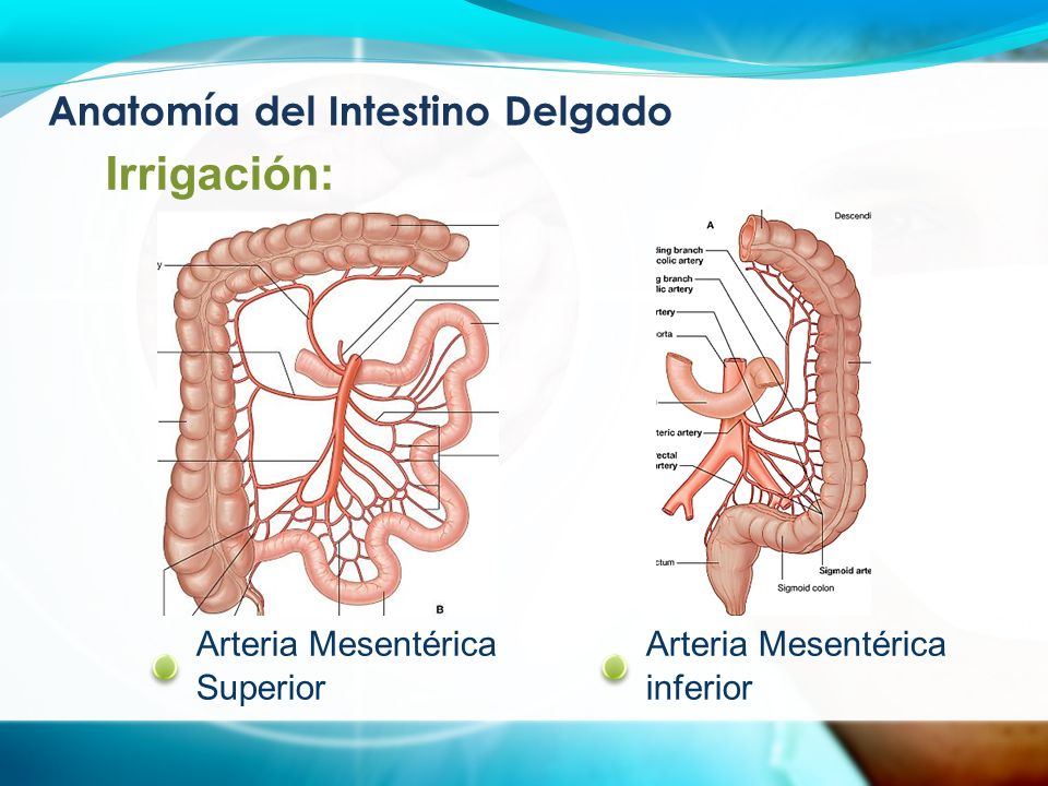 Anatomía del Intestino Delgado Arteria Mesentérica Superior Irrigación: Arteria Mesentérica inferior