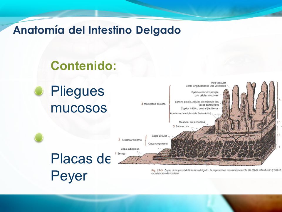 Anatomía del Intestino Delgado Pliegues mucosos Placas de Peyer Contenido:
