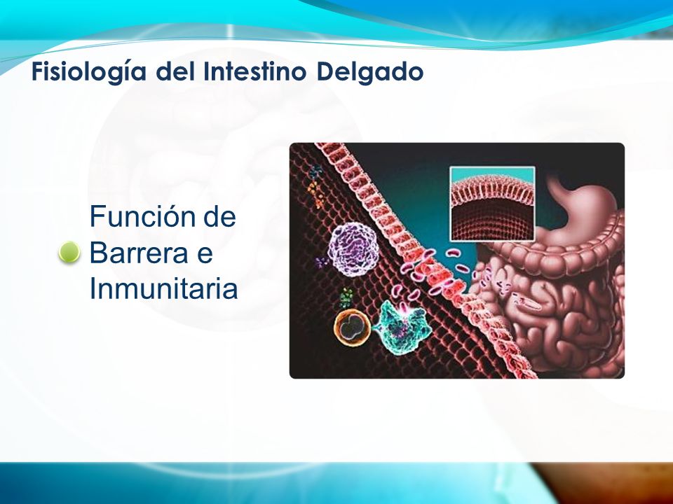 Fisiología del Intestino Delgado Función de Barrera e Inmunitaria