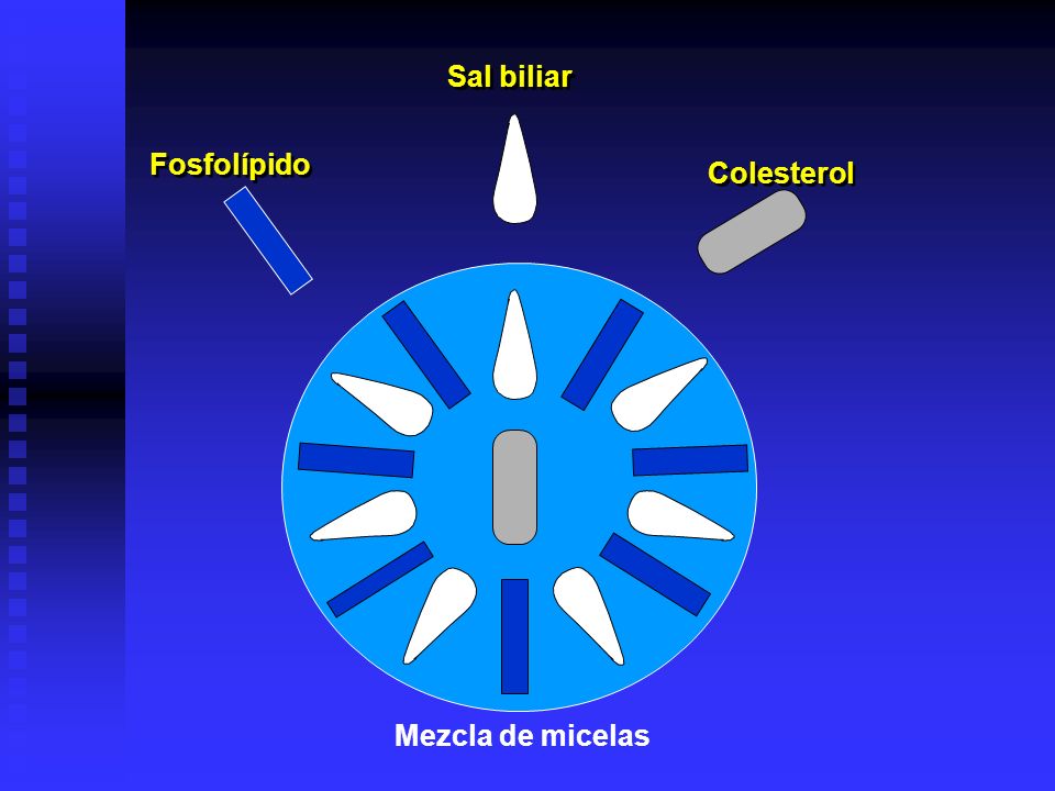 Fosfolípido Colesterol Sal biliar Mezcla de micelas