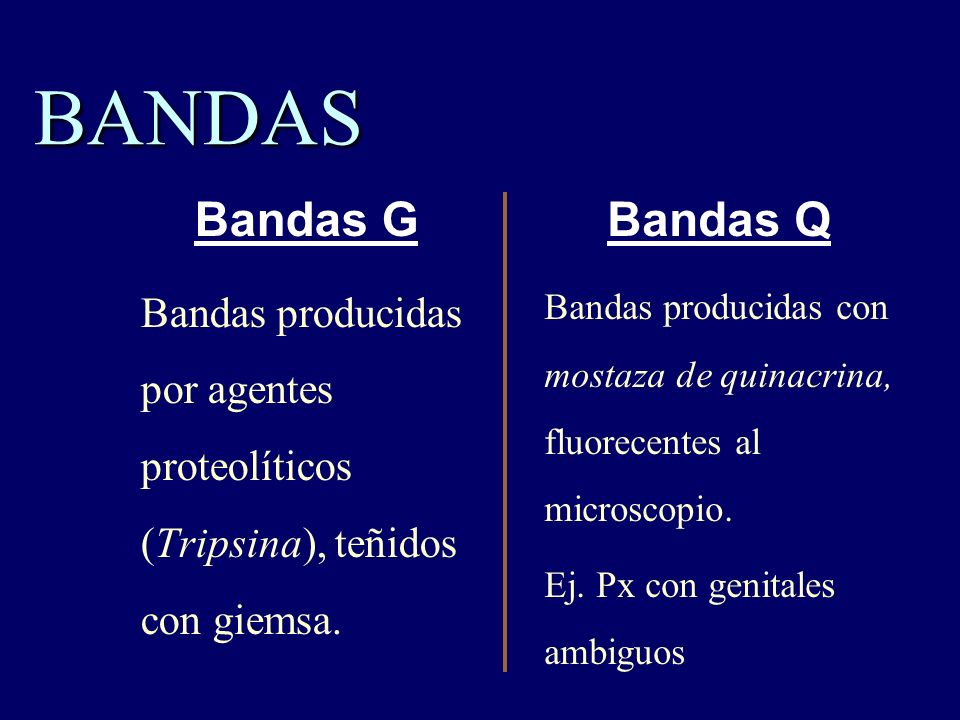 BANDAS Bandas producidas por agentes proteolíticos (Tripsina), teñidos con giemsa.