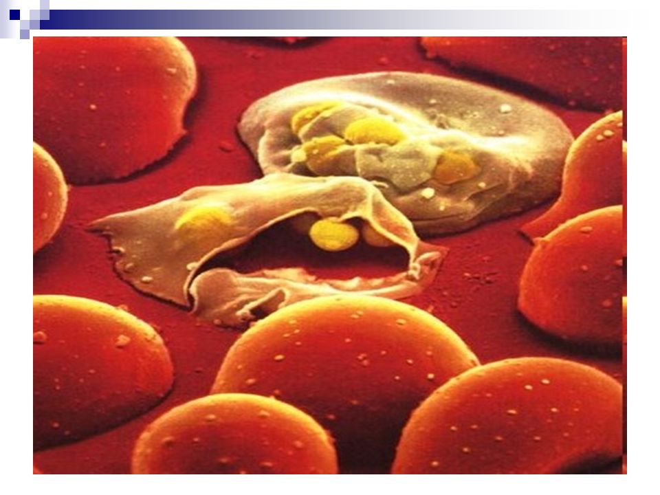 Малярийный плазмодий клетка. Малярийный плазмодий. Малярийный плазмододий. Малярийный плазмодий в организме человека паразитирует в:. Кровяные Споровики малярийный плазмодий.