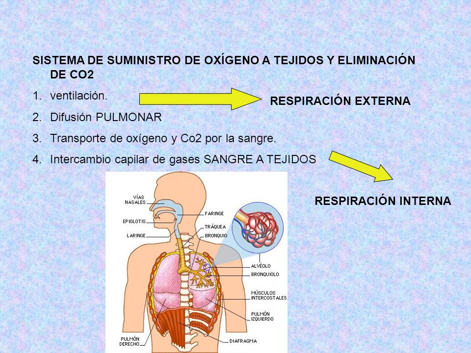 SISTEMA DE SUMINISTRO DE OXÍGENO A TEJIDOS Y ELIMINACIÓN DE CO2 1.ventilación.