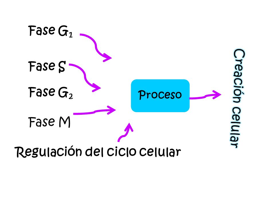 Fase G 1 Fase S Fase G 2 Fase M Regulación del ciclo celular