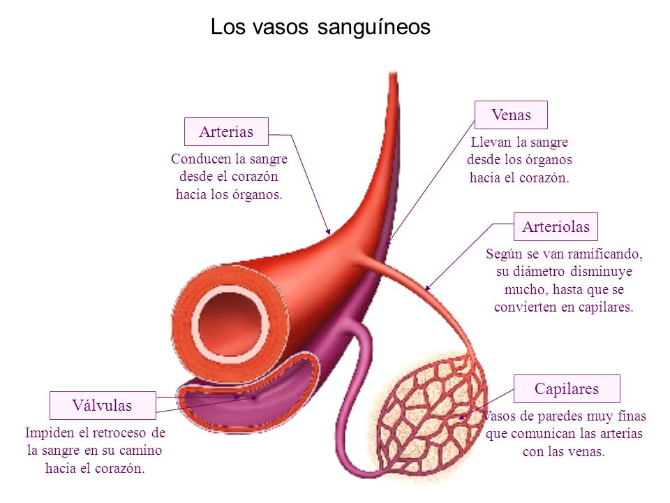 Los vasos sanguíneos Capilares Arterias Venas Válvulas Conducen la sangre desde el corazón hacia los órganos.