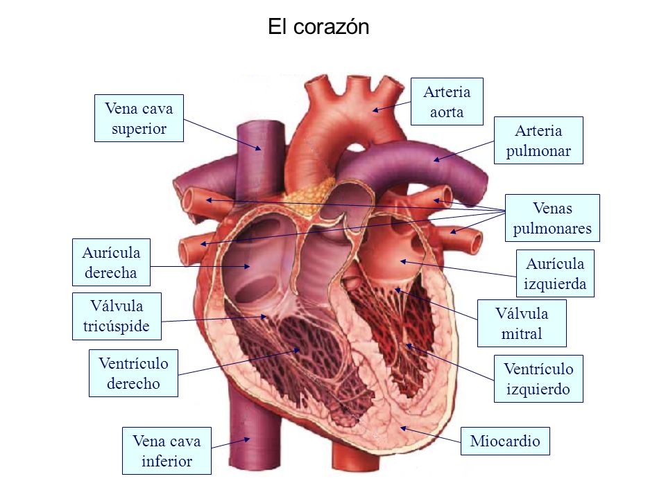 El corazón Aurícula derecha Ventrículo izquierdo Ventrículo derecho Arteria pulmonar Aurícula izquierda Miocardio Arteria aorta Vena cava superior Vena cava inferior Venas pulmonares Válvula tricúspide Válvula mitral
