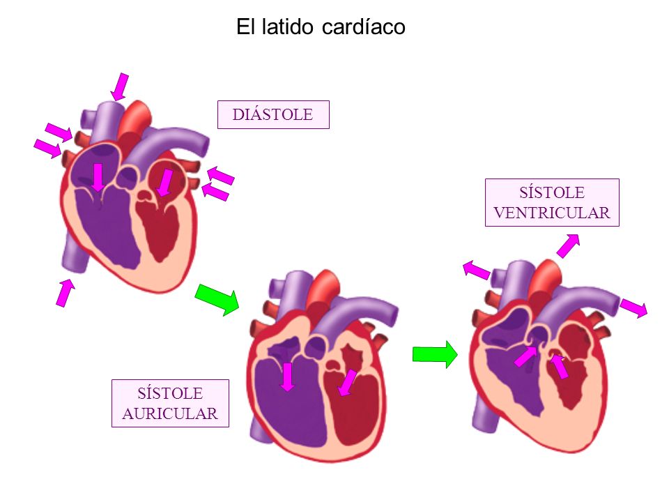 El latido cardíaco DIÁSTOLE SÍSTOLE AURICULAR SÍSTOLE VENTRICULAR