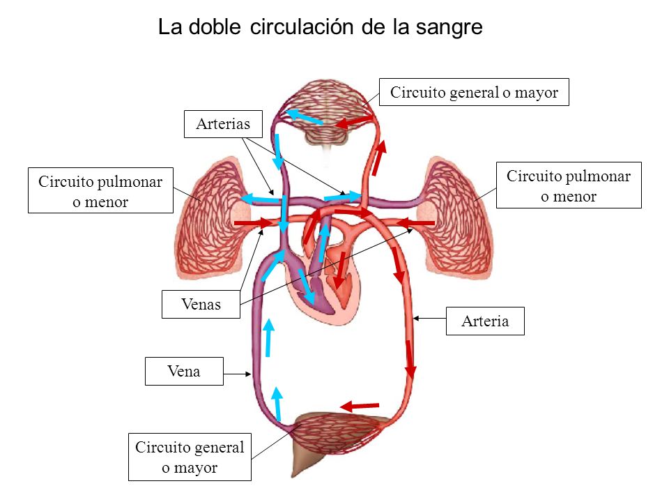 La doble circulación de la sangre Circuito general o mayor Circuito pulmonar o menor Arteria Arterias Vena Venas
