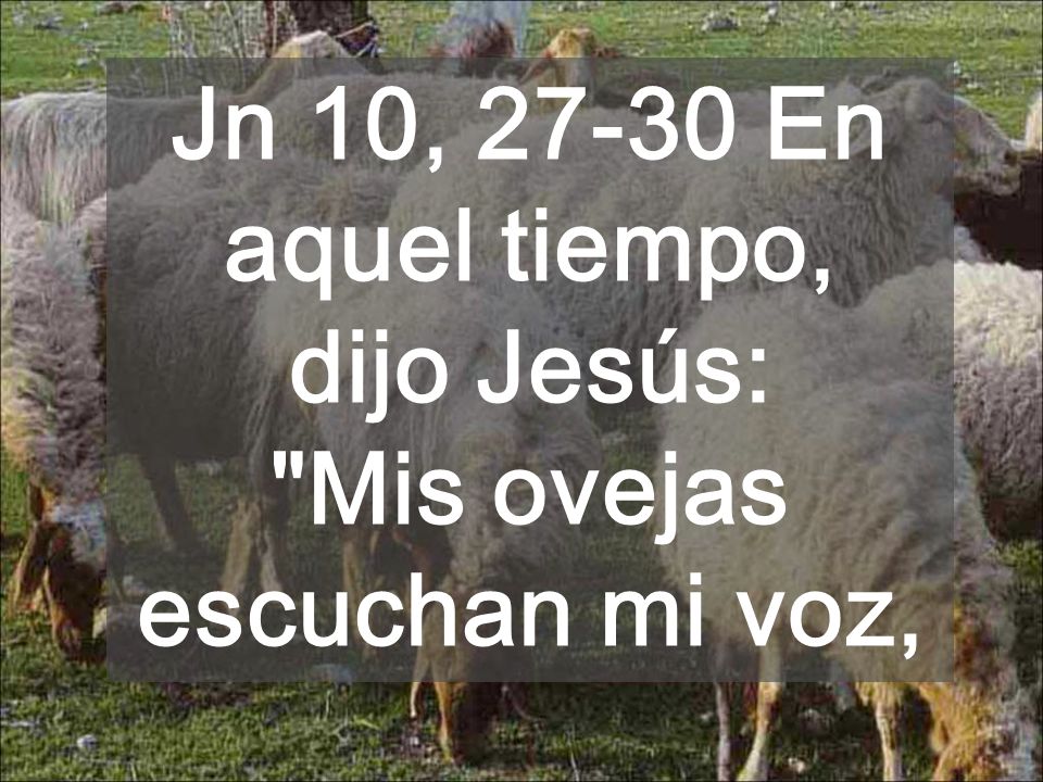Ovejas que siguen al pastor ¿Vamos detrás de Jesús