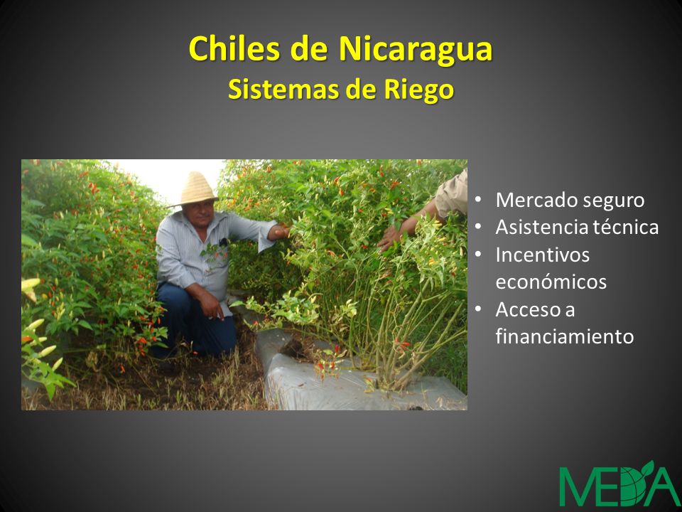 Chiles de Nicaragua Sistemas de Riego Mercado seguro Asistencia técnica Incentivos económicos Acceso a financiamiento