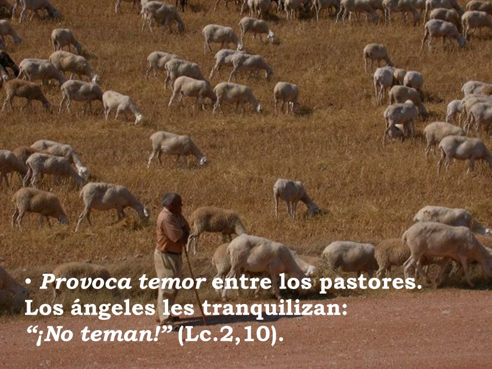 Provoca temor entre los pastores. Los ángeles les tranquilizan: ¡No teman! (Lc.2,10).
