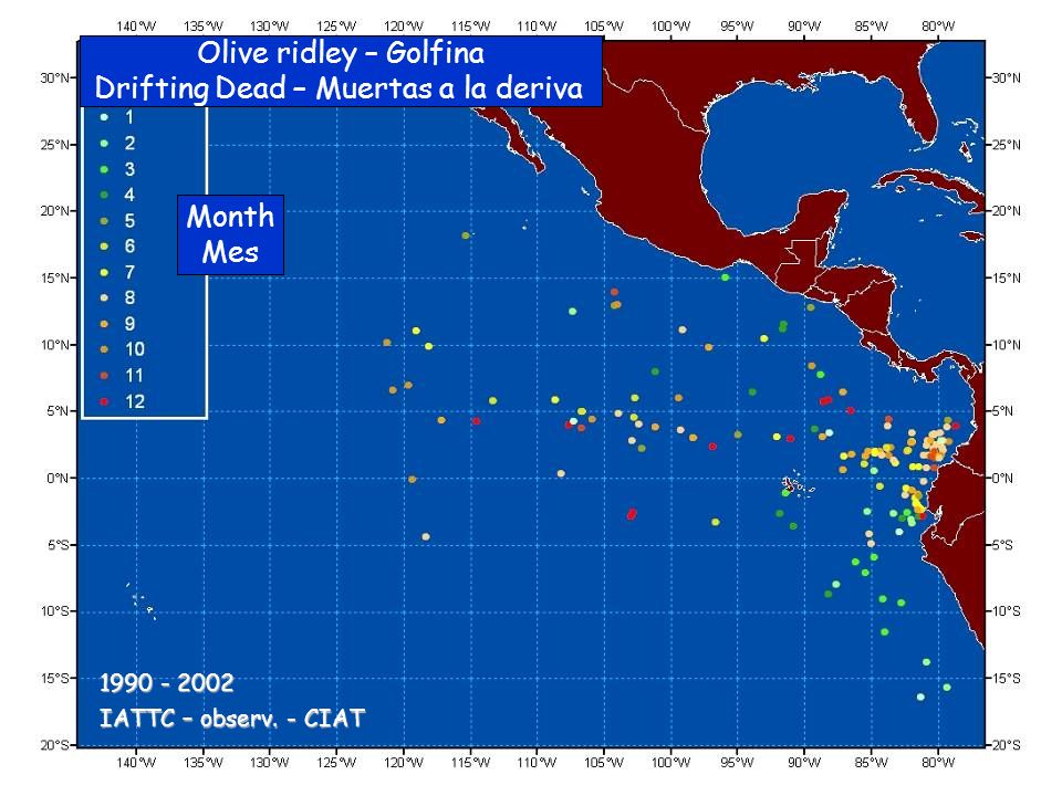 Olive ridley – Golfina Drifting Dead – Muertas a la deriva Month Mes IATTC – observ.