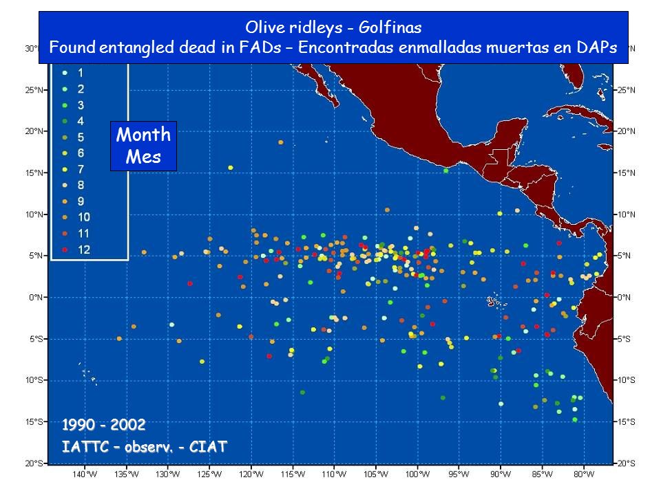 Olive ridleys - Golfinas Found entangled dead in FADs – Encontradas enmalladas muertas en DAPs Month Mes IATTC – observ.