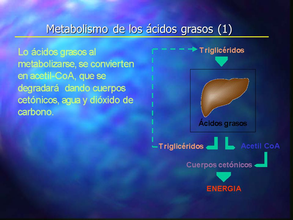 Metabolismo de los ácidos grasos (1)