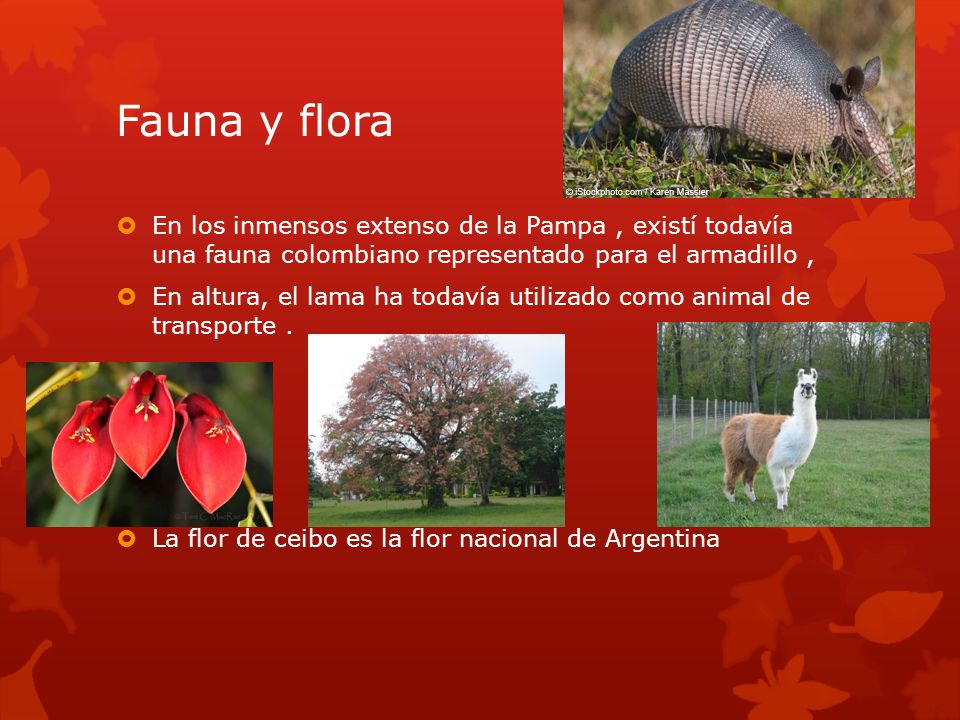 Fauna y flora  En los inmensos extenso de la Pampa, existí todavía una fauna colombiano representado para el armadillo,  En altura, el lama ha todavía utilizado como animal de transporte.