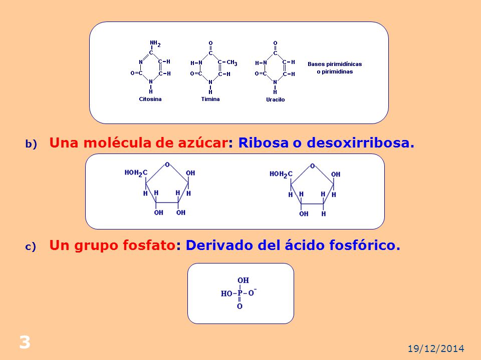 19/12/ En 1920, Phoebus Aaron Levene, estableció que la unidad básica de la estructura de los ácidos nucleicos era el nucleótido.