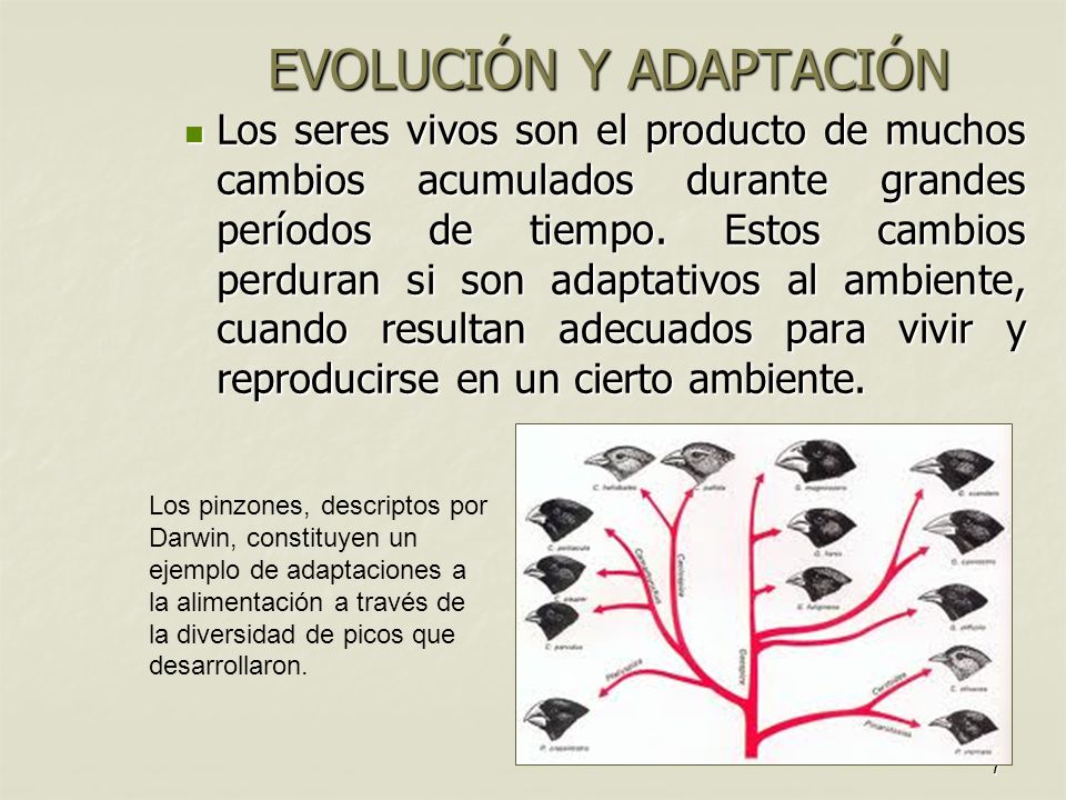 7 EVOLUCIÓN Y ADAPTACIÓN Los seres vivos son el producto de muchos cambios acumulados durante grandes períodos de tiempo.