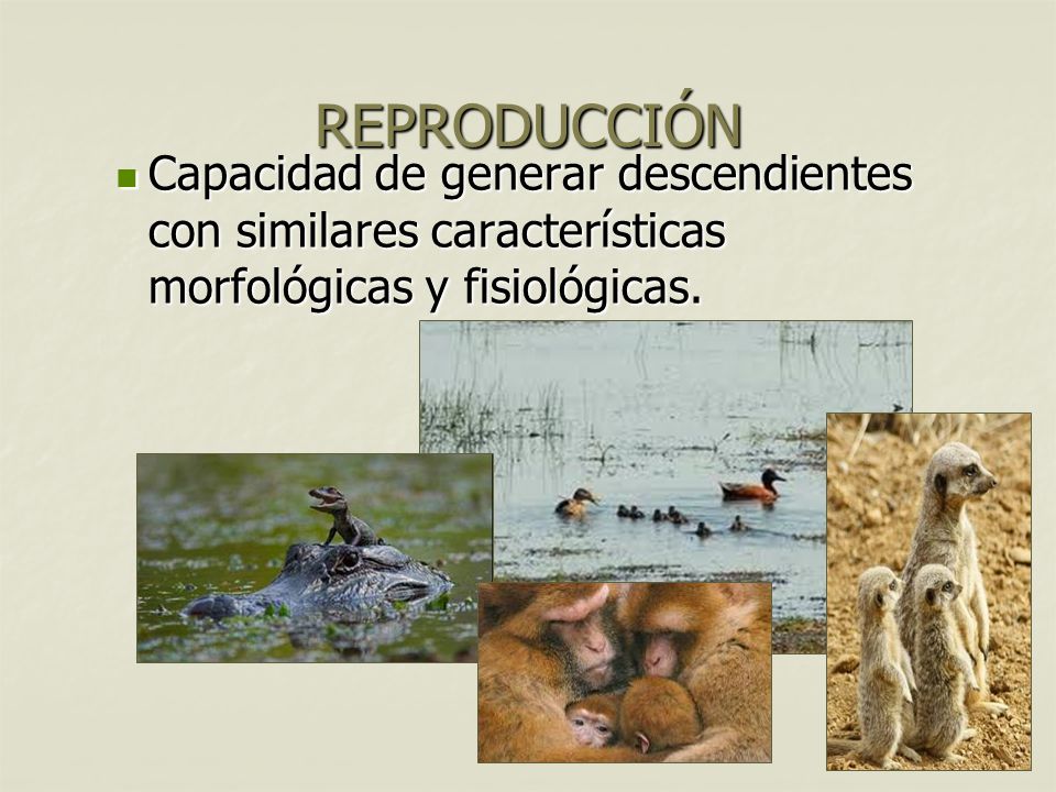 8 Capacidad de generar descendientes con similares características morfológicas y fisiológicas.