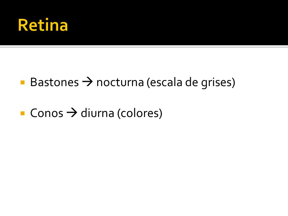  Bastones  nocturna (escala de grises)  Conos  diurna (colores)