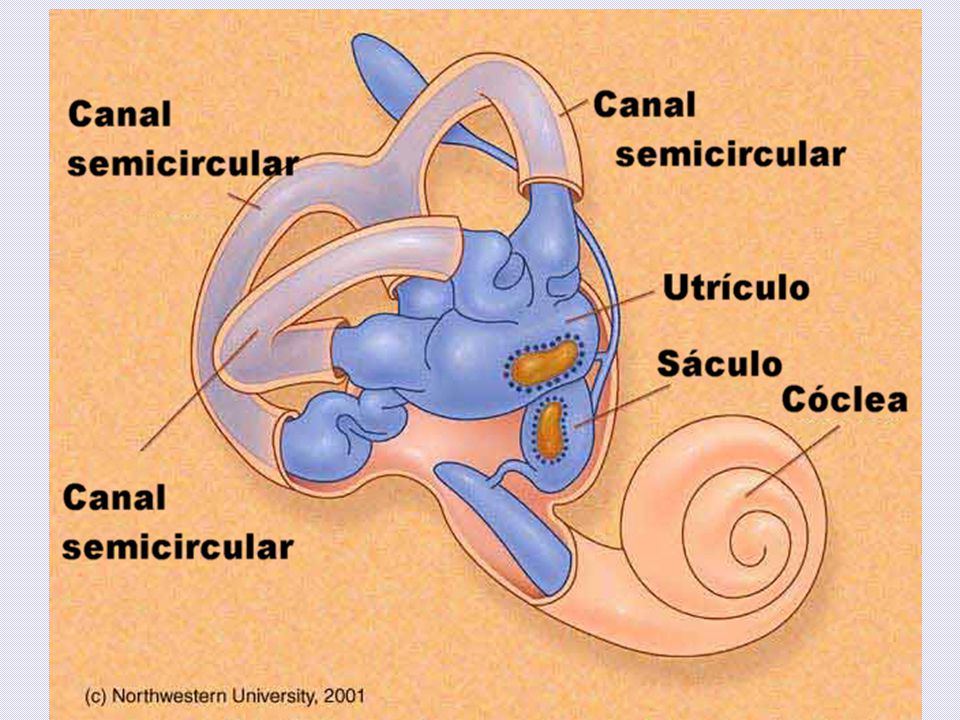 Улитка слухового аппарата. Вестибулярный аппарат внутреннего уха. Строение внутреннего уха. Внутреннее ухо вестибулярный аппарат. Внутреннее ухо строение.