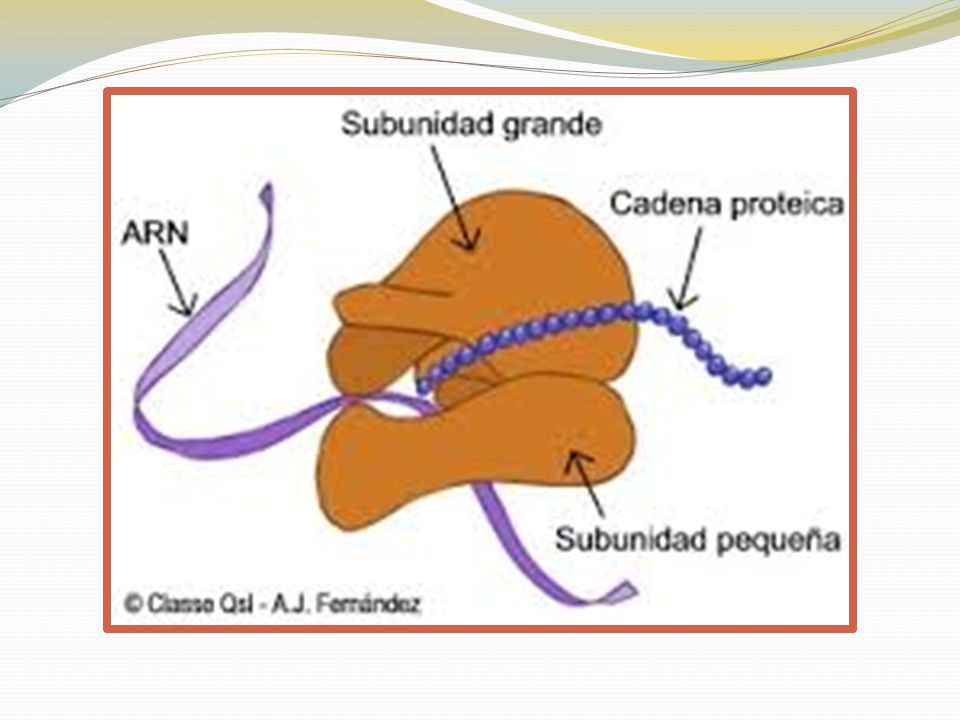 Barritas proteicas en cetosis