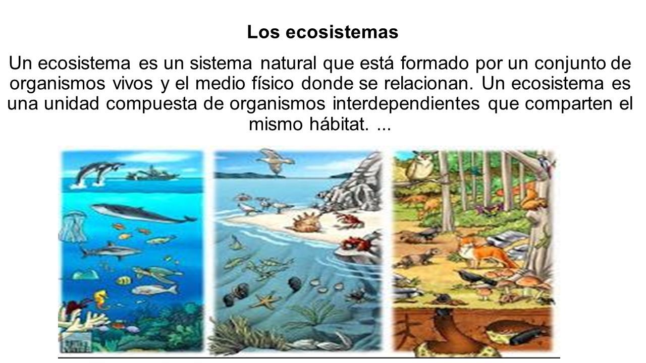 Los Ecosistemas Un Ecosistema Es Un Sistema Natural Que Está Formado Por Un Conjunto De 0874