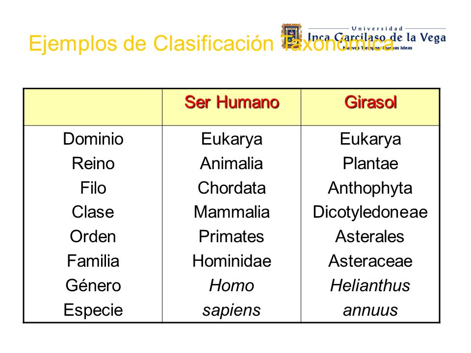 1 Semana 13 TAXONOMIA CURSO ECOLOGIA. Biodiversidad es la variedad de seres  vivos que existe sobre la Tierra ppt descargar