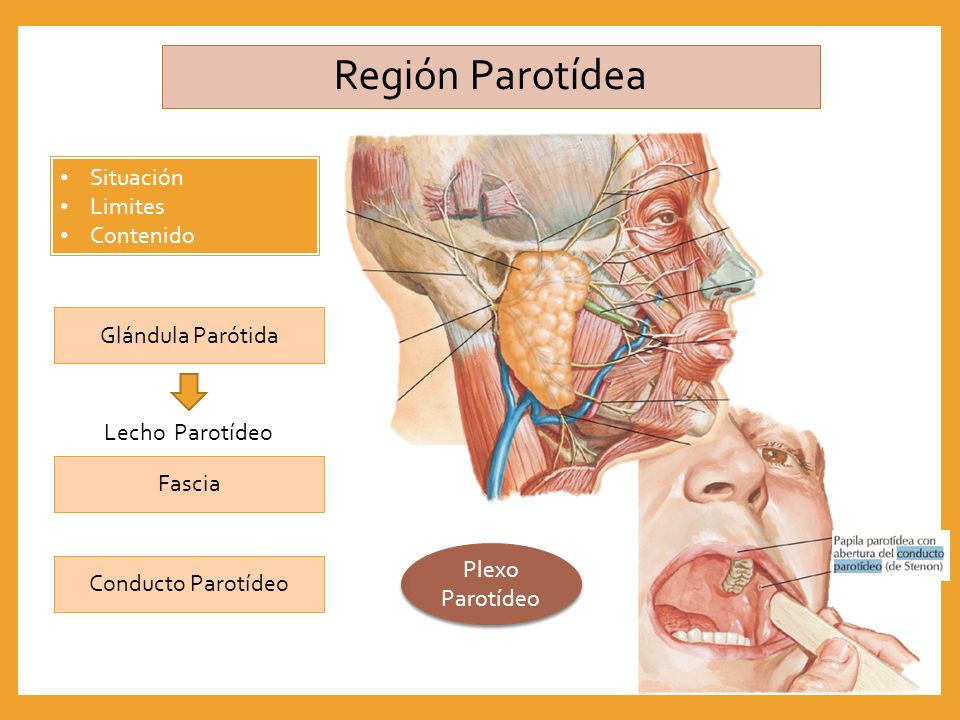 región parotídea