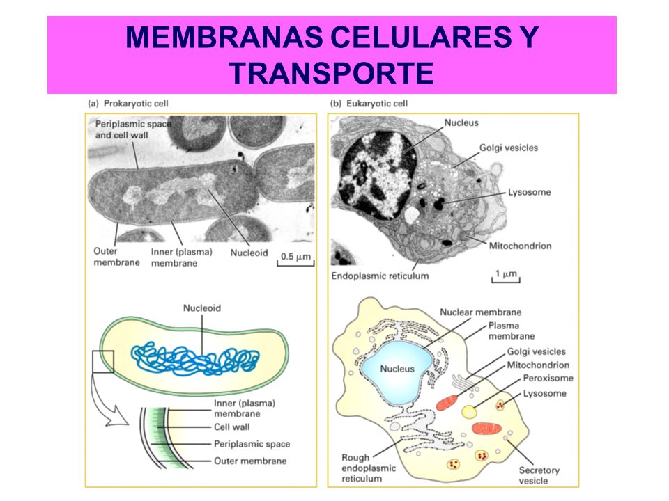 MEMBRANAS CELULARES Y TRANSPORTE. 1.- Delimitan Compartimentos ...