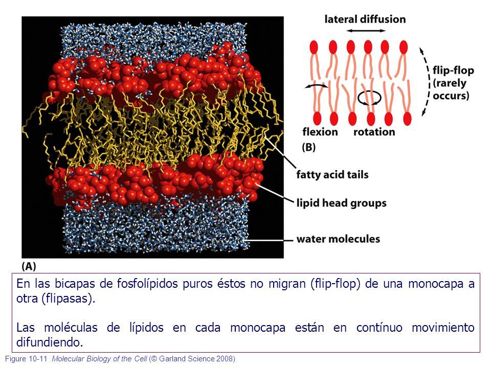 MEMBRANAS CELULARES Y TRANSPORTE. 1.- Delimitan Compartimentos ...