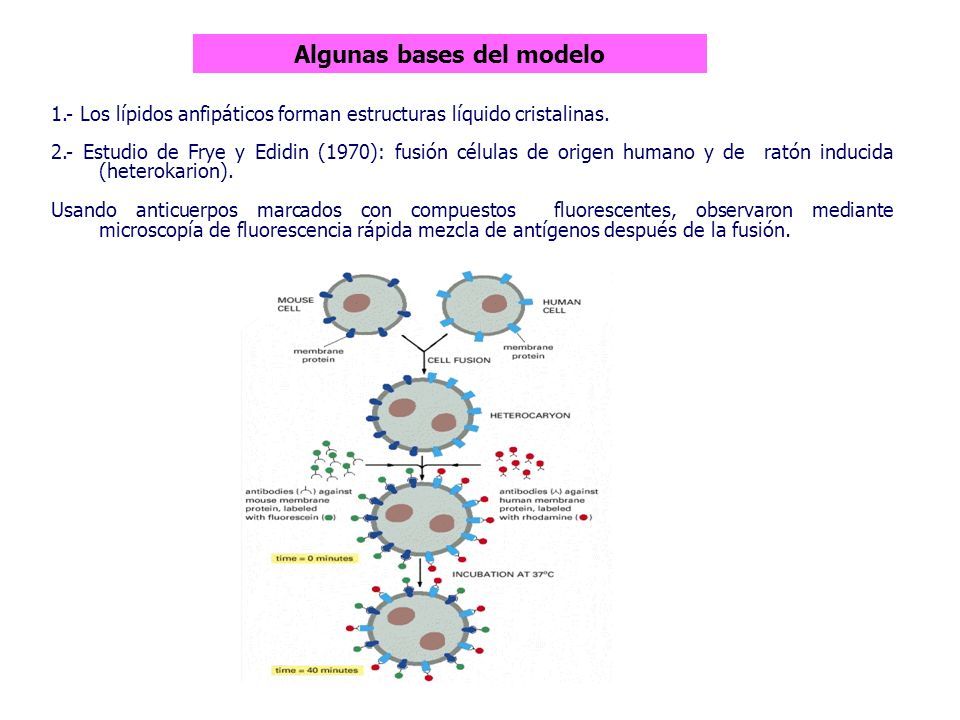 MEMBRANAS CELULARES Y TRANSPORTE. 1.- Delimitan Compartimentos ...