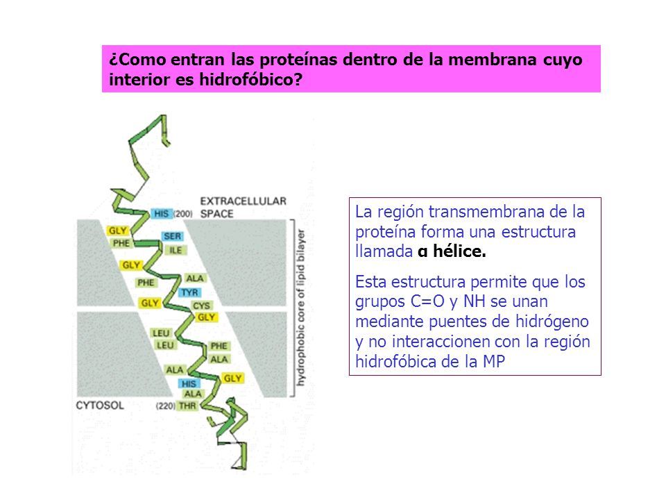 MEMBRANAS CELULARES Y TRANSPORTE. 1.- Delimitan Compartimentos ...