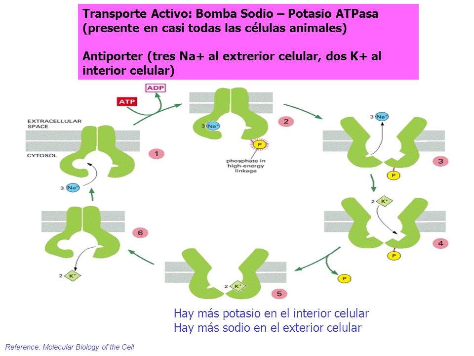 MEMBRANAS CELULARES Y TRANSPORTE. 1.- Delimitan Compartimentos ...