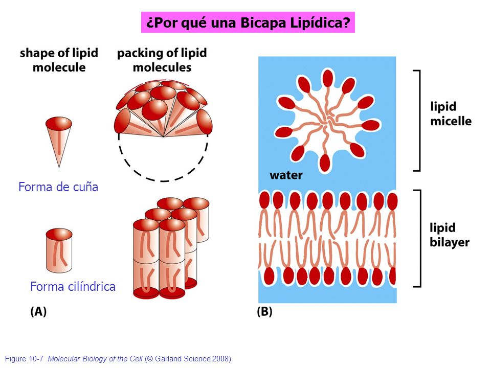 MEMBRANAS CELULARES Y TRANSPORTE. 1.- Delimitan Compartimentos ...