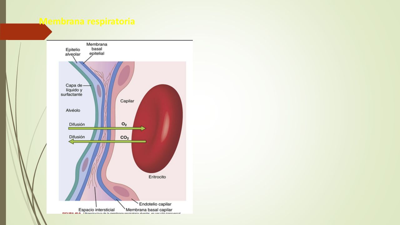 capas de la membrana respiratoria