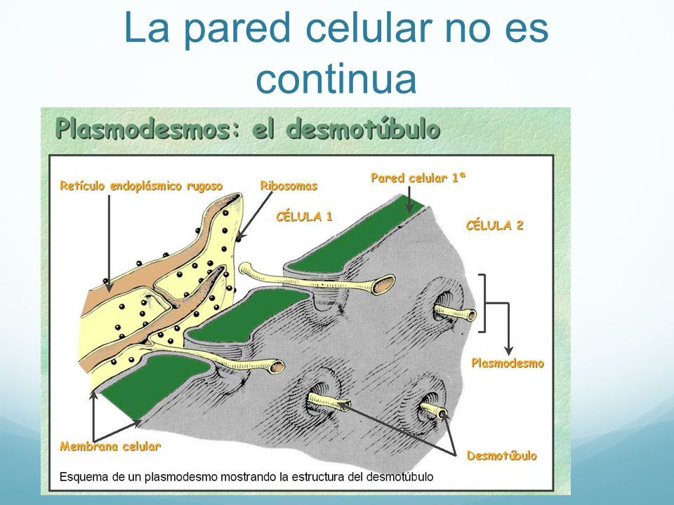 M.C. GAMALIEL VALDIVI ROJAS. La pared celular Toda célula vegetal ...