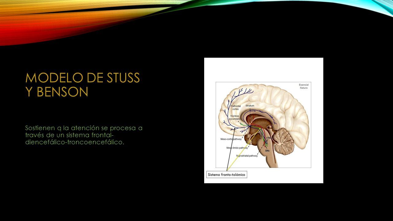 MODELOS DE ATENCIÓN DORIS BELTRAN. La atención es una cualidad que forma  parte de nuestros procesos psicológicos básicos, existen varios modelos  teóricos. - ppt descargar