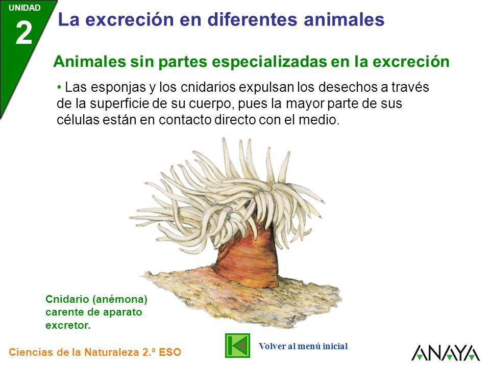 Unidad 2 La Función De Nutrición Ciencias De La Naturaleza 2º Eso La