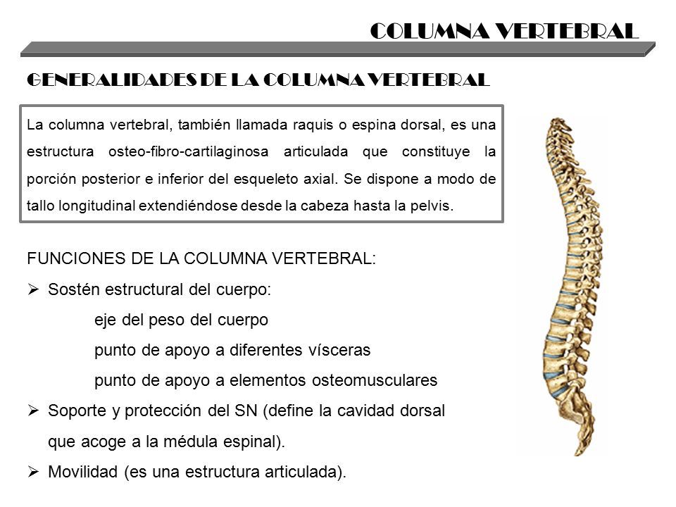 Grado en Ciencias de la Actividad Física y del Deporte ANATOMÍA HUMANA  BLOQUE II: ESTUDIO DEL APARATO LOCOMOTOR_ ESTUDIO DEL TRONCO TEMA 3 _  ANATOMÍA DE. - ppt descargar