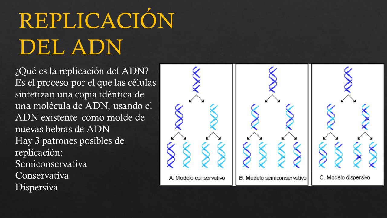 REPLICACIÓN DEL ADN ¿Qué es la replicación del ADN? Es el proceso por el  que las células sintetizan una copia idéntica de una molécula de ADN,  usando. - ppt descargar