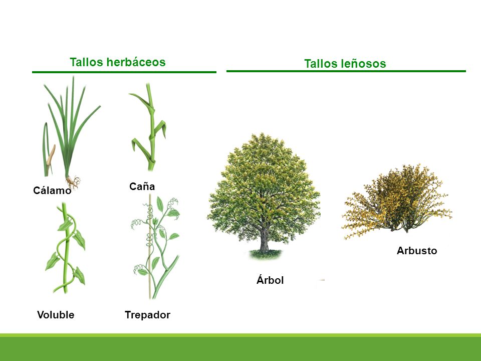 El Tallo Los tallos sostienen las hojas, las flores y los frutos de las  plantas. Suelen crecer hacia la luz, que es su principal fuente de energía.  La. - ppt descargar