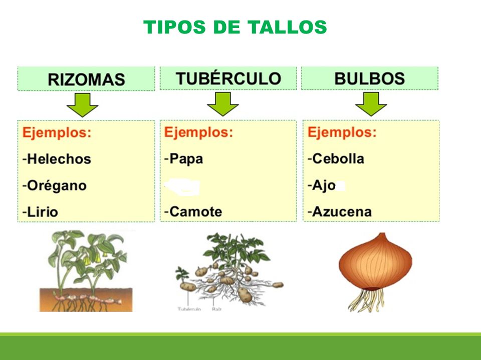 El Tallo Los tallos sostienen las hojas, las flores y los frutos de las  plantas. Suelen crecer hacia la luz, que es su principal fuente de energía.  La. - ppt descargar