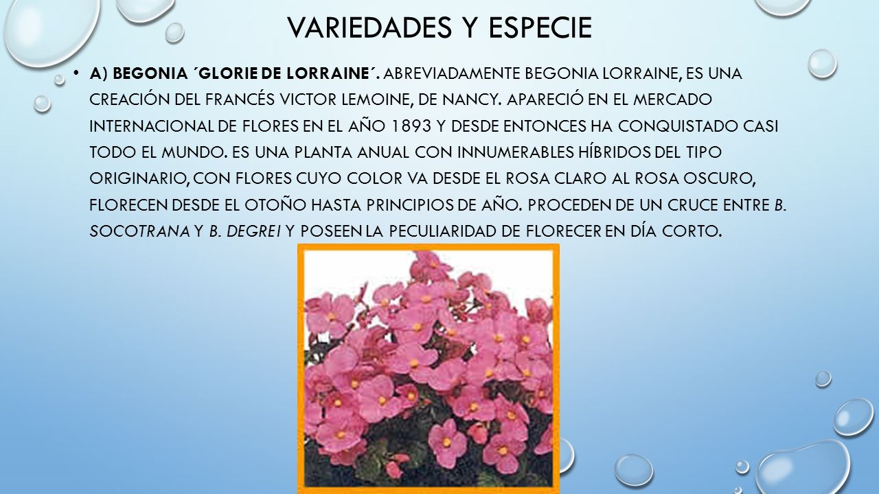 BEGONIA WILDER MAMANI POCA. CULTIVO DE LA BEGONIA EL GÉNERO BEGONIA  COMPRENDE MÁS DE MIL QUINIENTAS ESPECIES DE LAS ZONAS TROPICALES DE ASIA,  ÁFRICA Y. - ppt descargar