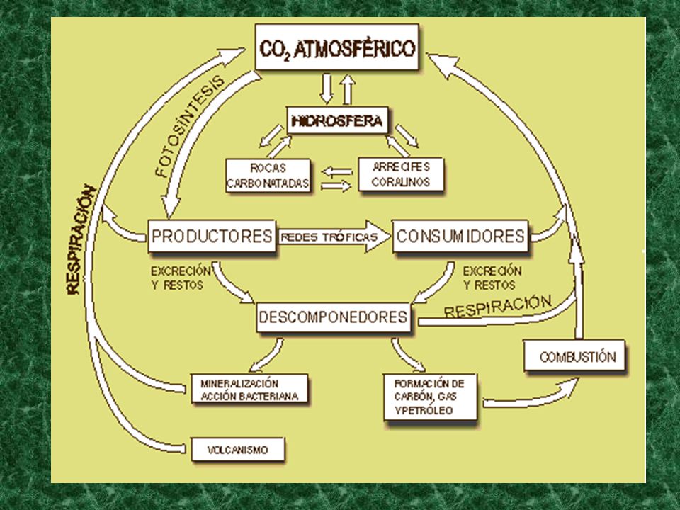 El ciclo del carbono queda completado gracias a los organismos descomponedores, los cuales llevan a cabo el proceso de mineralizar y descomponer los restos orgánicos, cadáveres, excrementos, etc.