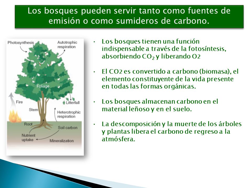 Los bosques pueden servir tanto como fuentes de emisión o como sumideros de carbono.