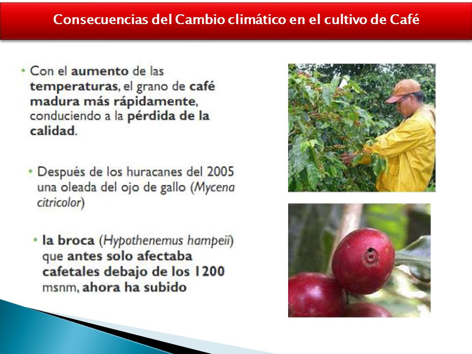 Consecuencias del Cambio climático en el cultivo de Café